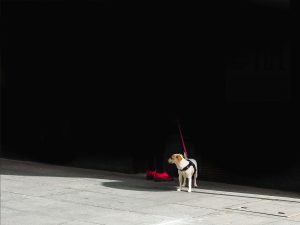 Street photography. Un perrete vigilando.